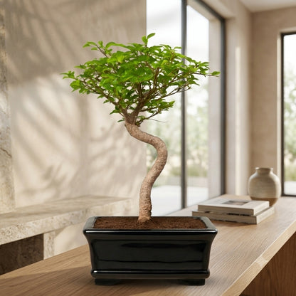 Chinese Elm Indoor Bonsai Tree – 5 Years, White Rectangular Pot