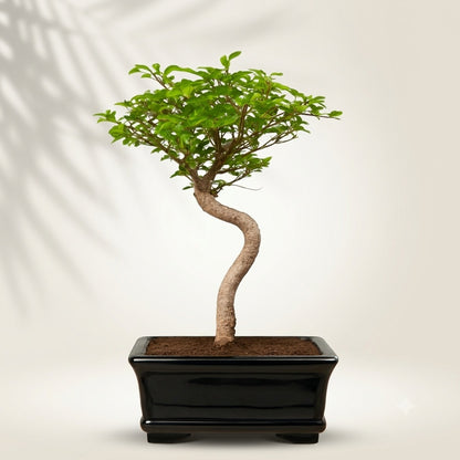 Chinese Elm Indoor Bonsai Tree – 5 Years, White Rectangular Pot