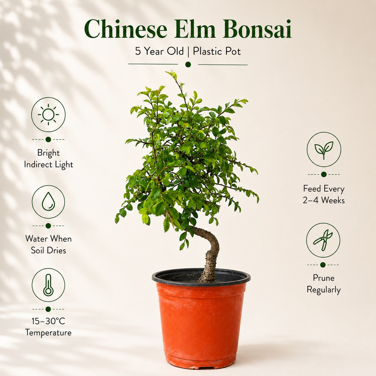 Chinese Elm Indoor Bonsai Tree – 5 Years, Plastic Pot