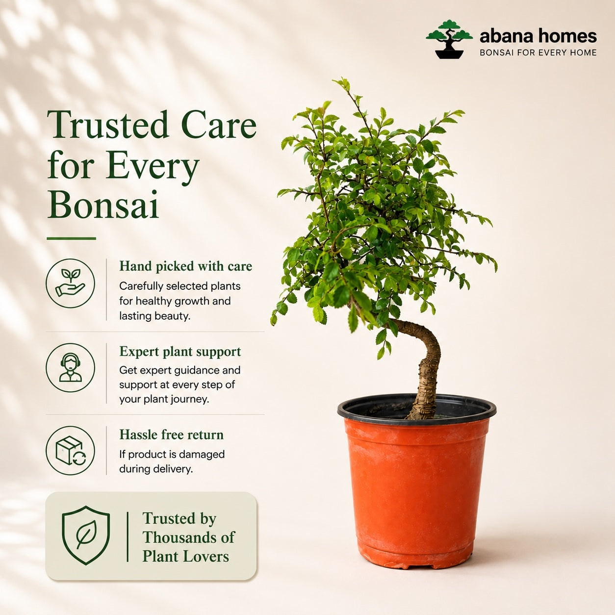 Chinese Elm Indoor Bonsai Tree – 5 Years, Plastic Pot