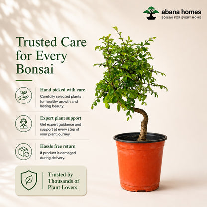 Chinese Elm Outdoor Bonsai Tree – 5 Years, Plastic Pot