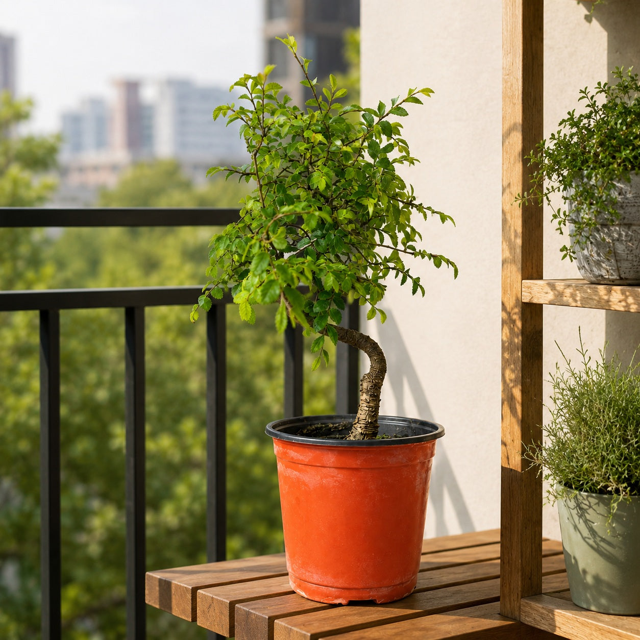 Chinese Elm Indoor Bonsai Tree – 5 Years, Plastic Pot