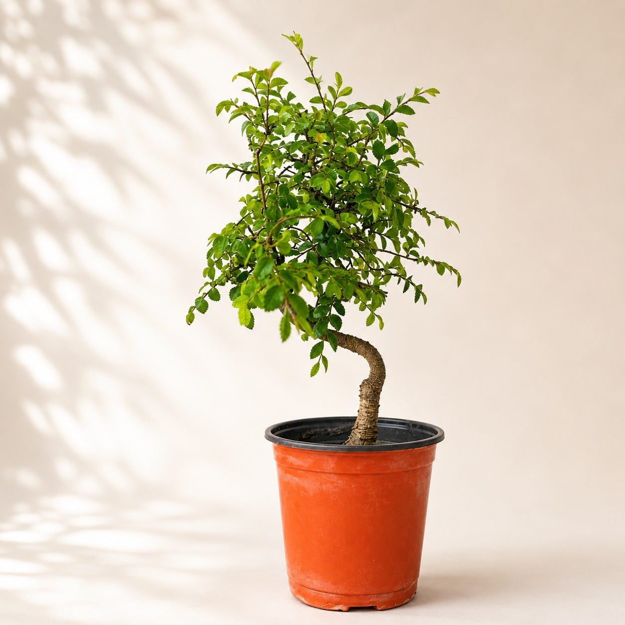 Chinese Elm Indoor Bonsai Tree – 5 Years, Plastic Pot