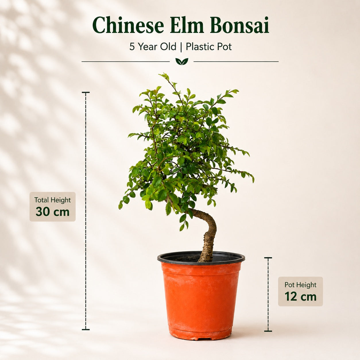 Chinese Elm Indoor Bonsai Tree – 5 Years, Plastic Pot