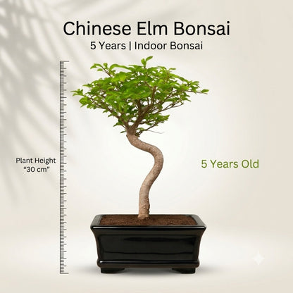 Chinese Elm Indoor Bonsai Tree – 5 Years, White Rectangular Pot