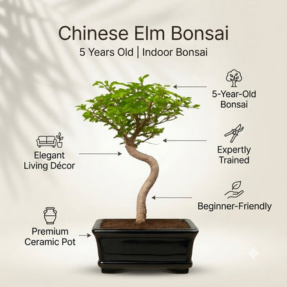 Chinese Elm Indoor Bonsai Tree – 5 Years, White Rectangular Pot