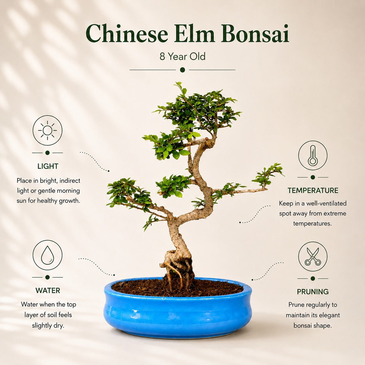 Chinese Elm Indoor Bonsai Tree – 8 Years, Ceramic Pot