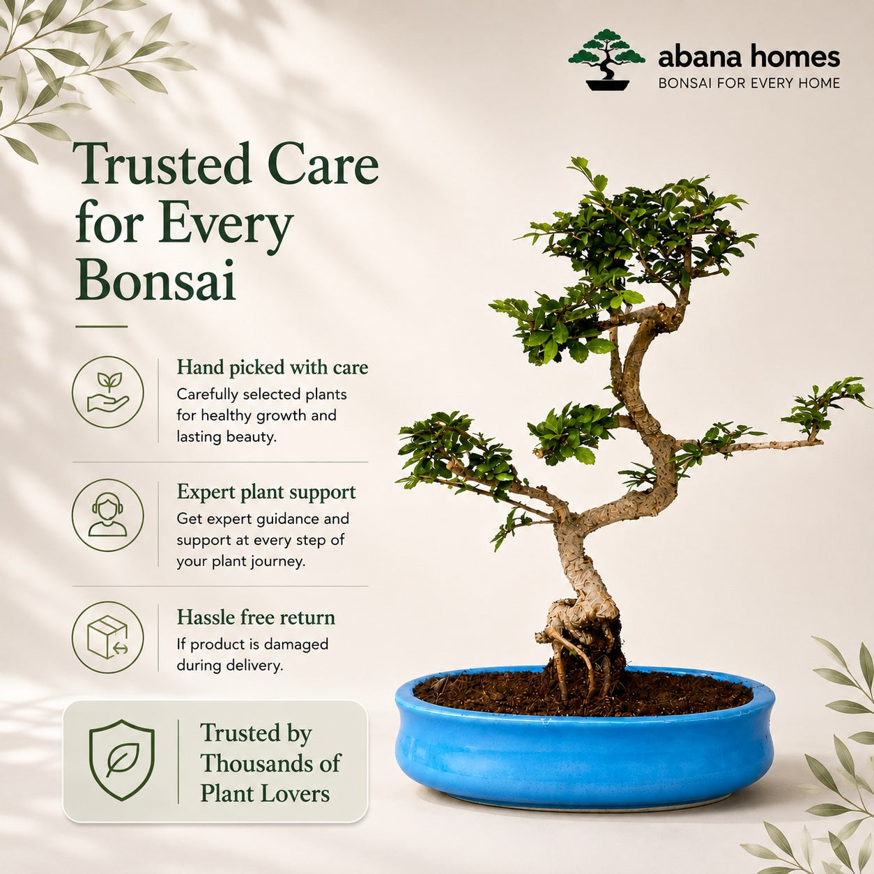 Chinese Elm Indoor Bonsai Tree – 8 Years, Ceramic Pot