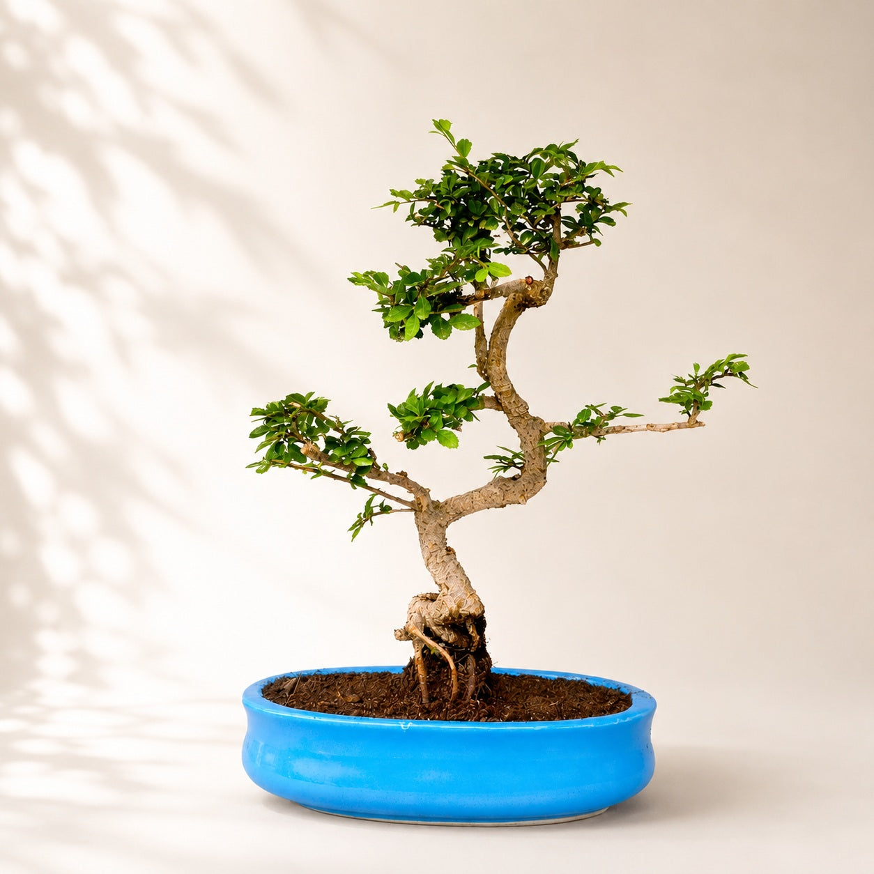 Chinese Elm Indoor Bonsai Tree – 8 Years, Ceramic Pot