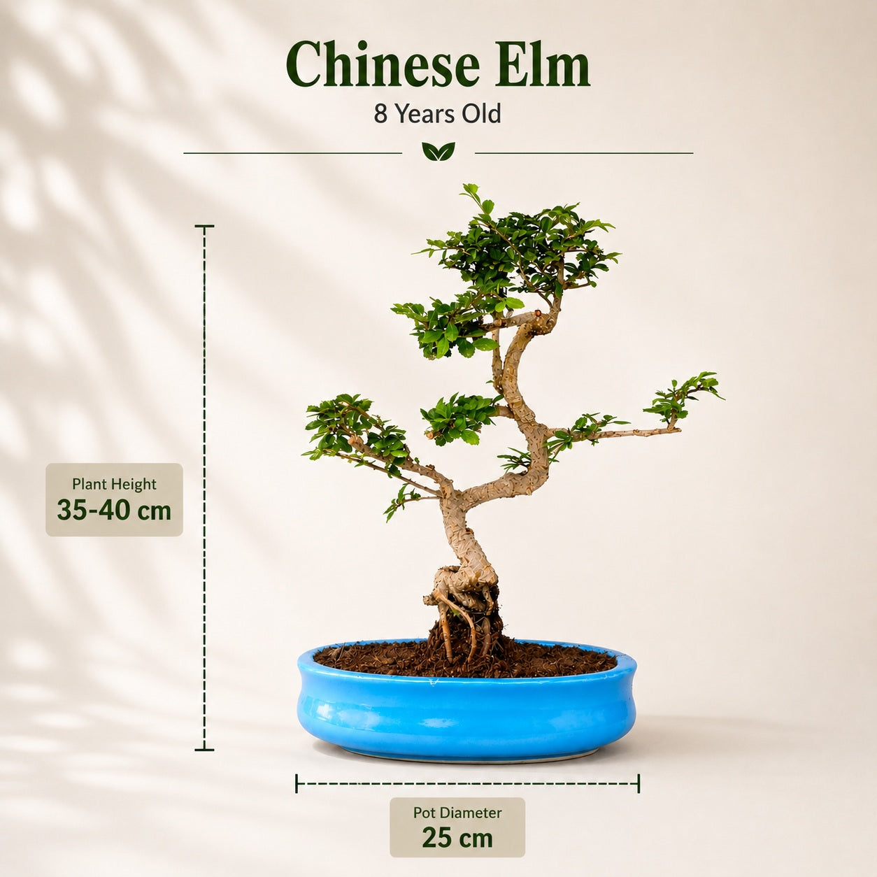 Chinese Elm Indoor Bonsai Tree – 8 Years, Ceramic Pot