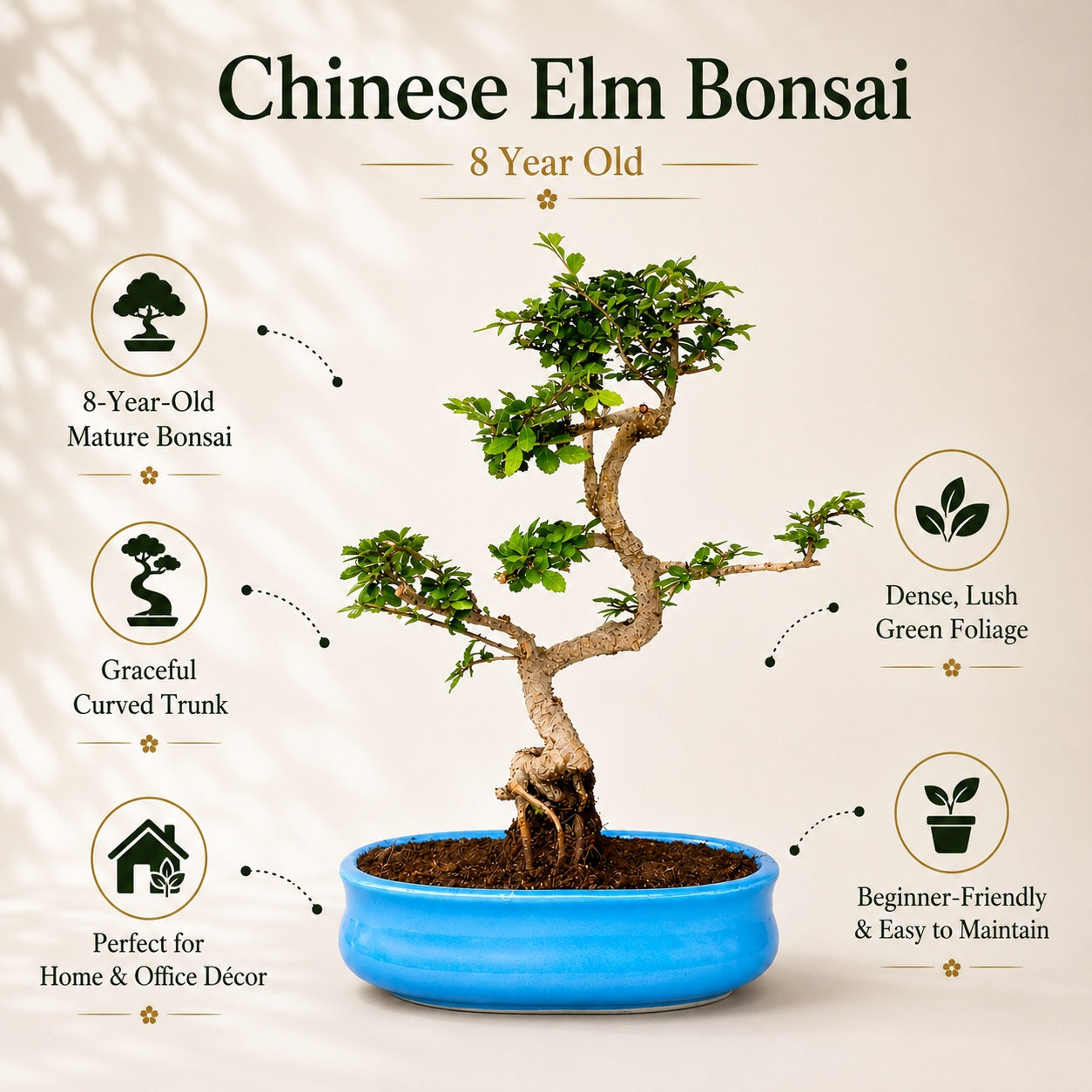 Chinese Elm Indoor Bonsai Tree – 8 Years, Ceramic Pot
