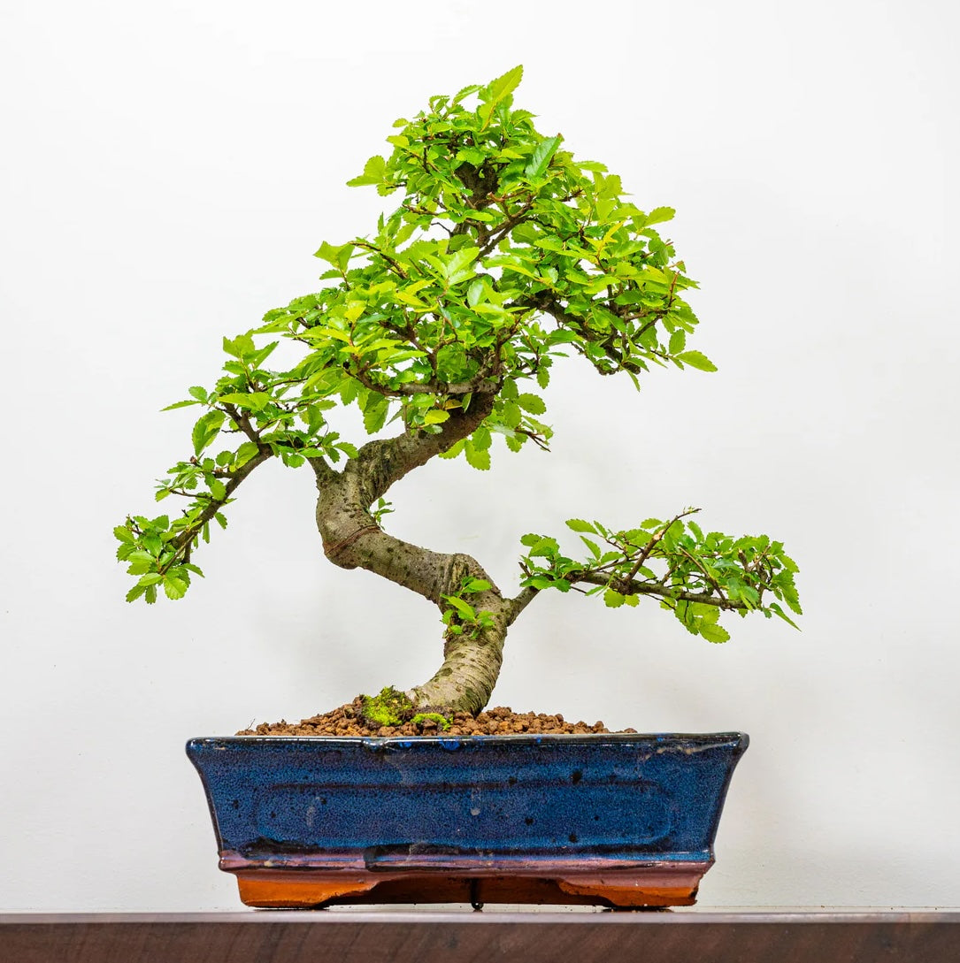 Chinese Elm Bonsai Tree in Blue Pot - AbanaHomes