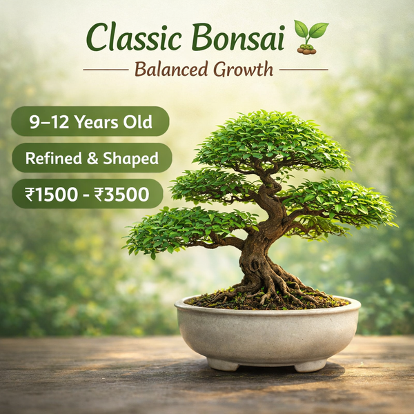 Classic Bonsai