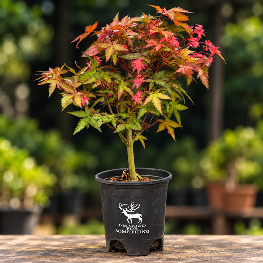 Dwarf Red Japanese Maple Bonsai Tree – 3 Years
