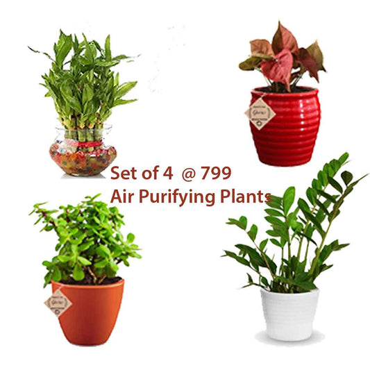 Air Purifying Plants (Natural)