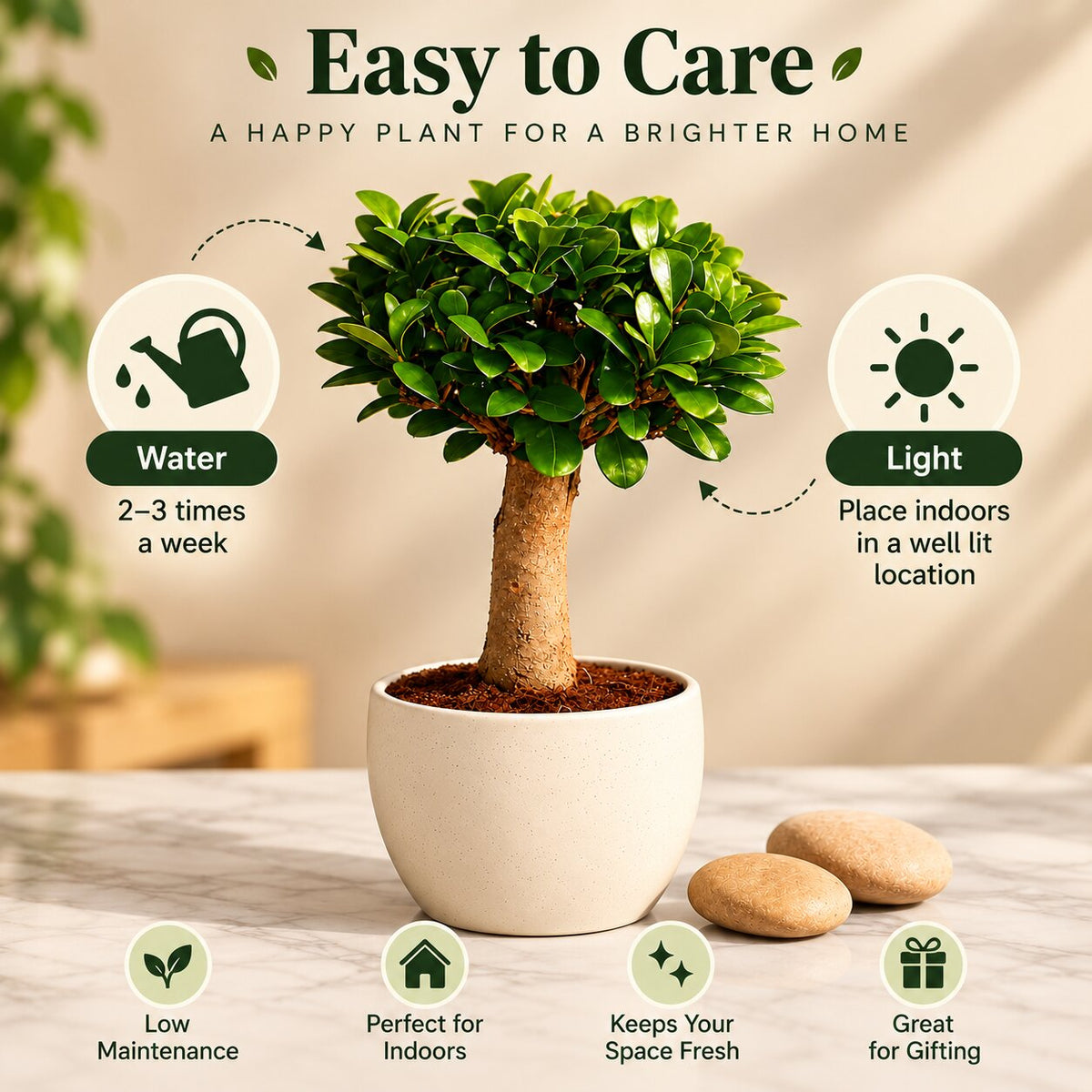 Ficus Microcarpa Indoor Bonsai Tree – 4 Years, Ceramic Pot