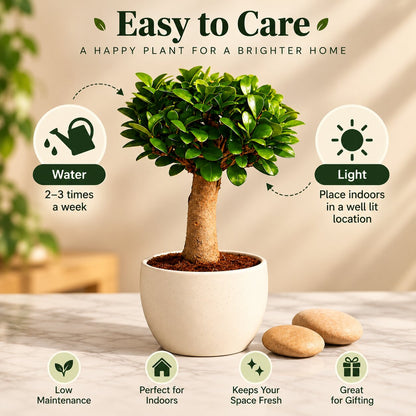 Ficus Microcarpa Indoor Bonsai Tree – 4 Years, Ceramic Pot