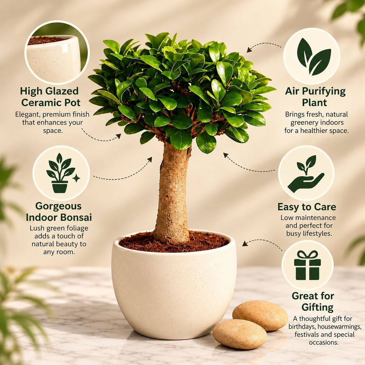 Ficus Microcarpa Indoor Bonsai Tree – 4 Years, Ceramic Pot