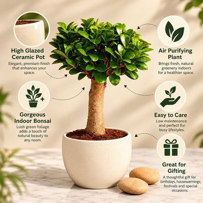 Ficus Microcarpa Indoor Bonsai Tree – 4 Years, Ceramic Pot