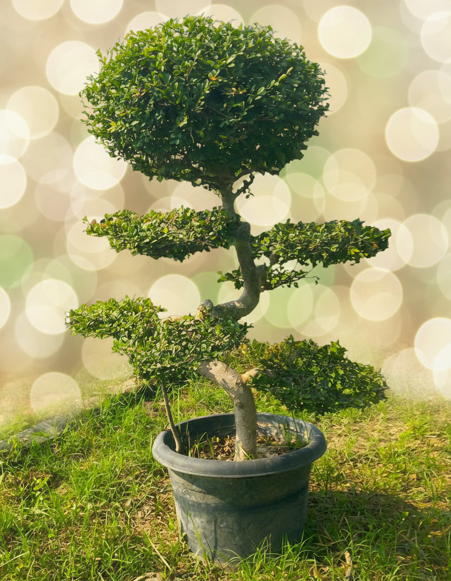 Chinese Elm Bonsai Tree 4 Feet