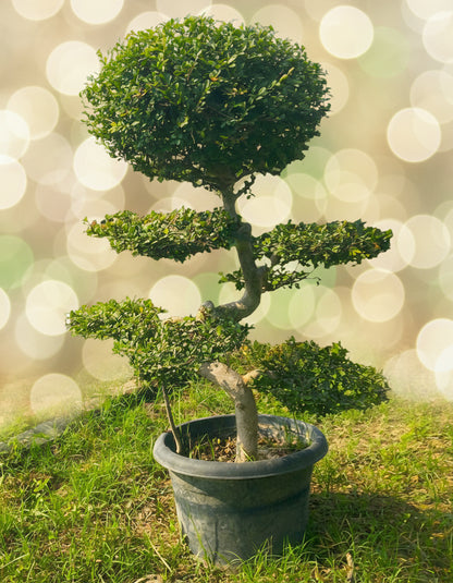 Chinese Elm Bonsai Tree 4 Feet