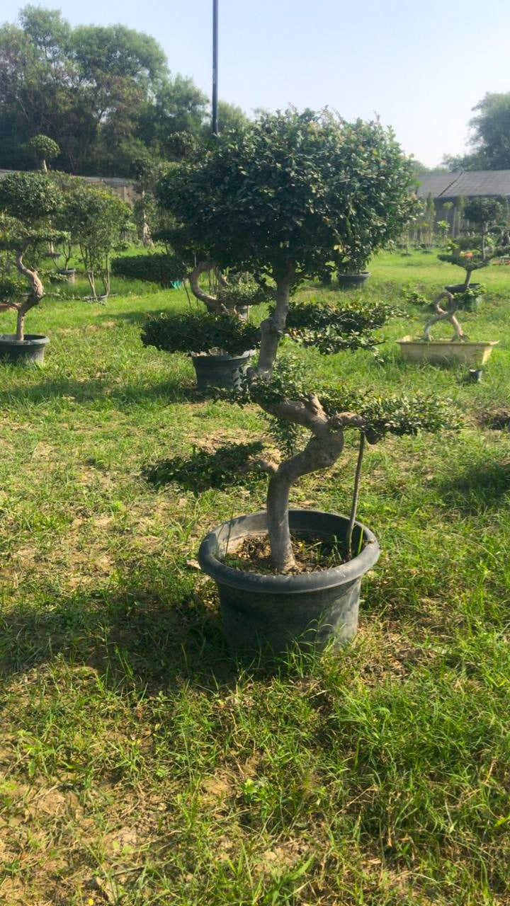 Chinese Elm Bonsai Tree 4 Feet