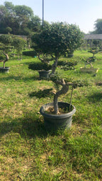 Chinese Elm Bonsai Tree 4 Feet