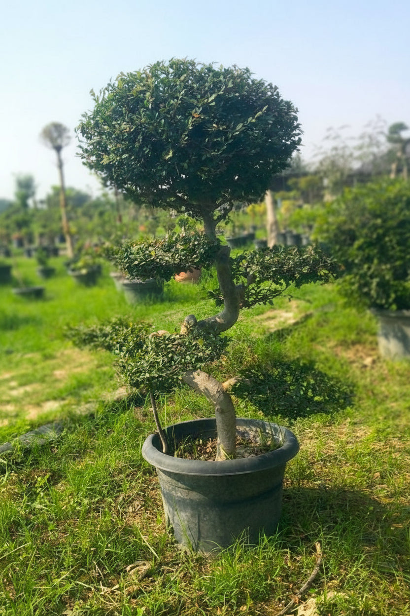 Chinese Elm Bonsai Tree