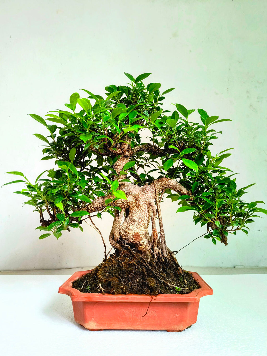 Ficus Bonsai Tree Aerial Root 19 Years 60CM