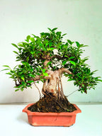 Ficus Bonsai Tree Aerial Root 19 Years 60CM
