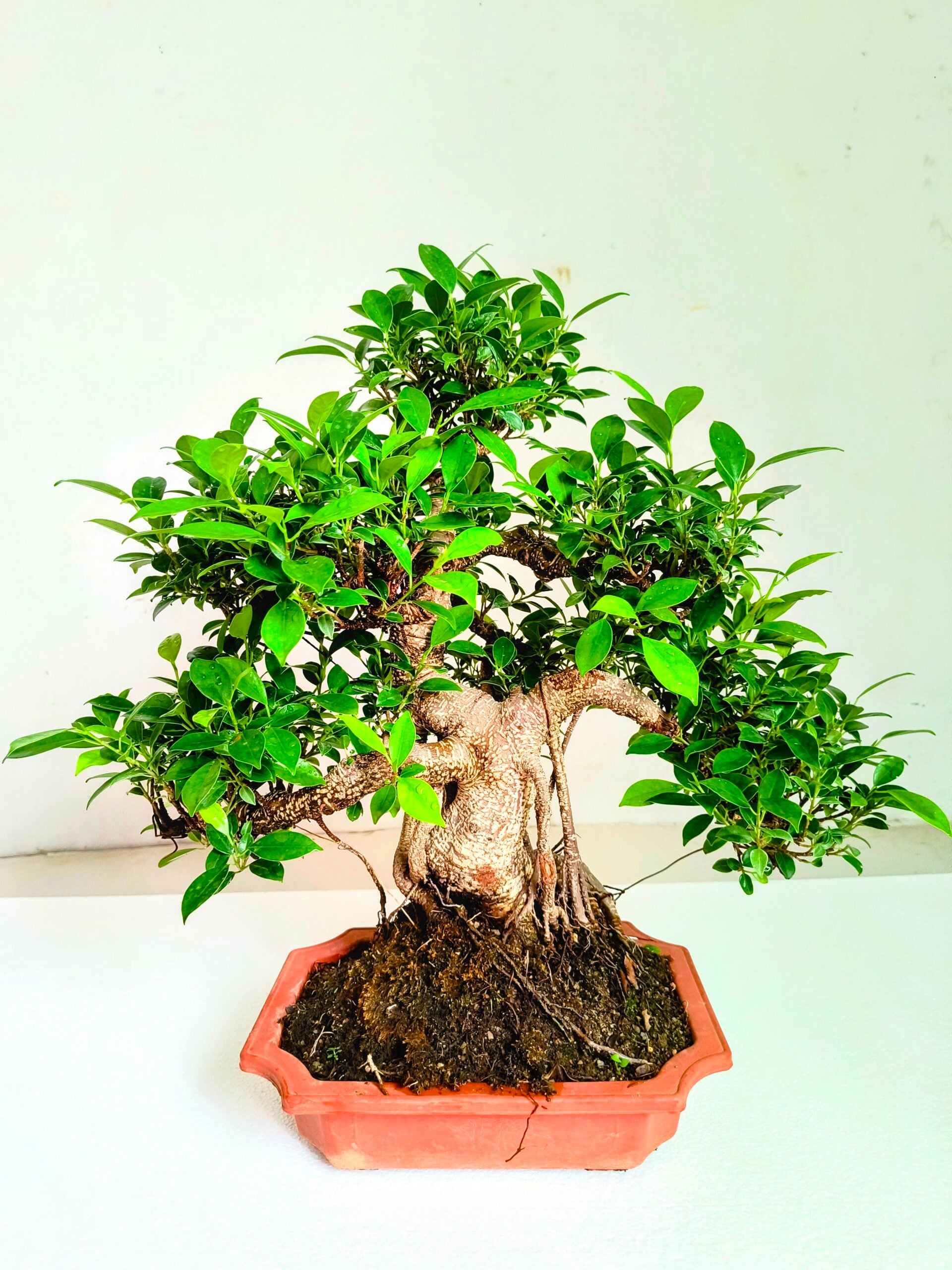 Ficus Bonsai Tree Aerial Root 19 Years 50CM