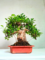 Ficus Bonsai Tree Aerial Root 19 Years 60CM