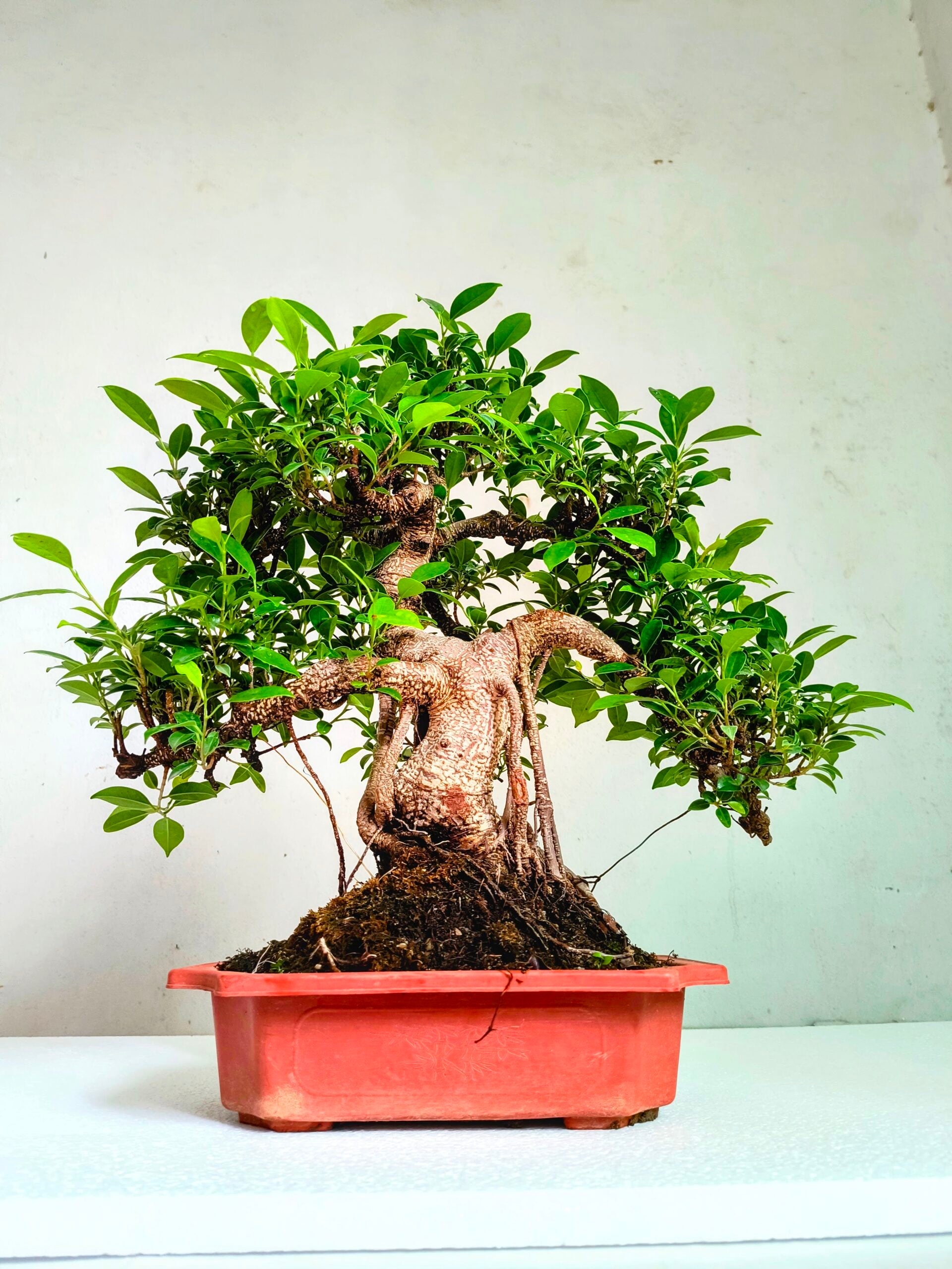 Ficus Bonsai Tree Aerial Root 19 Years 50CM