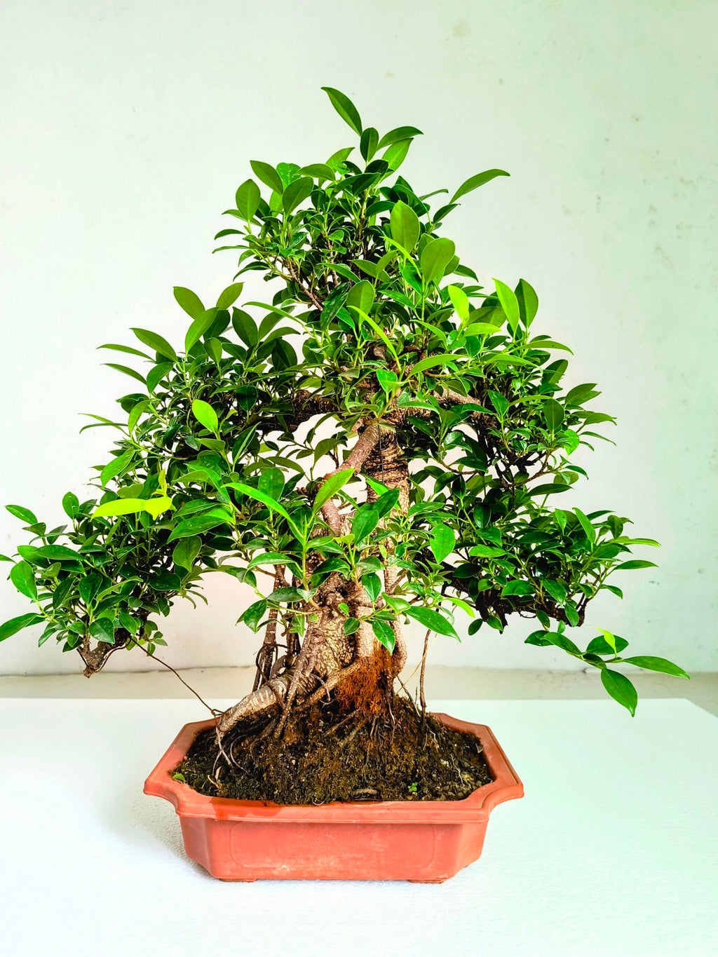 Ficus Bonsai Tree Aerial Root 19 Years 60CM
