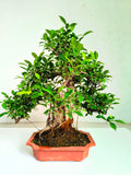 Ficus Bonsai Tree Aerial Root 19 Years 60CM