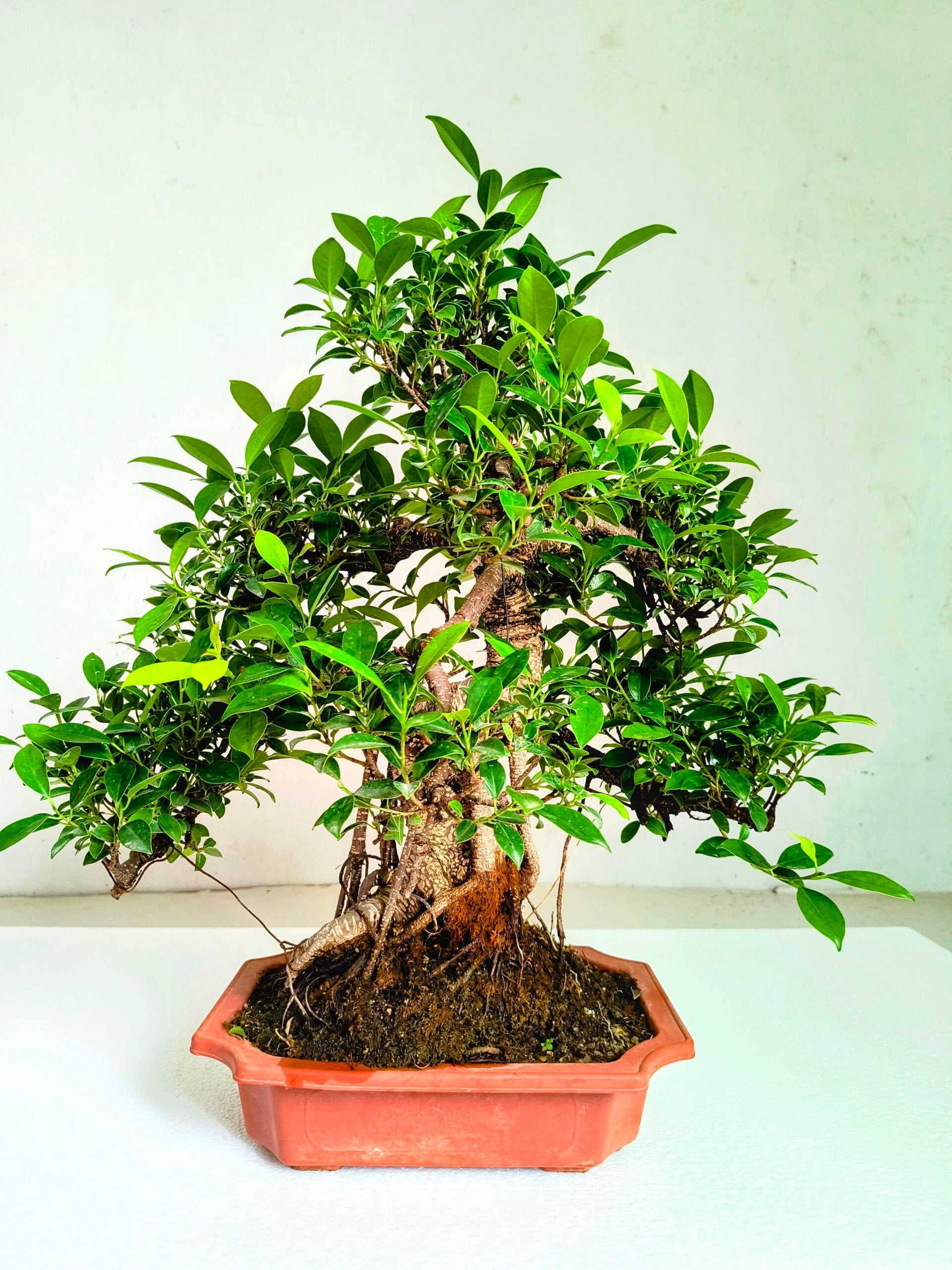 Ficus Bonsai Tree Aerial Root 19 Years 50CM