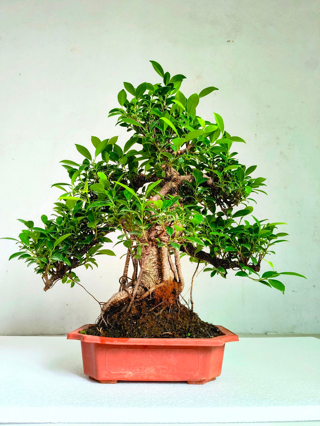 Ficus Bonsai Tree Aerial Root 19 Years 60CM