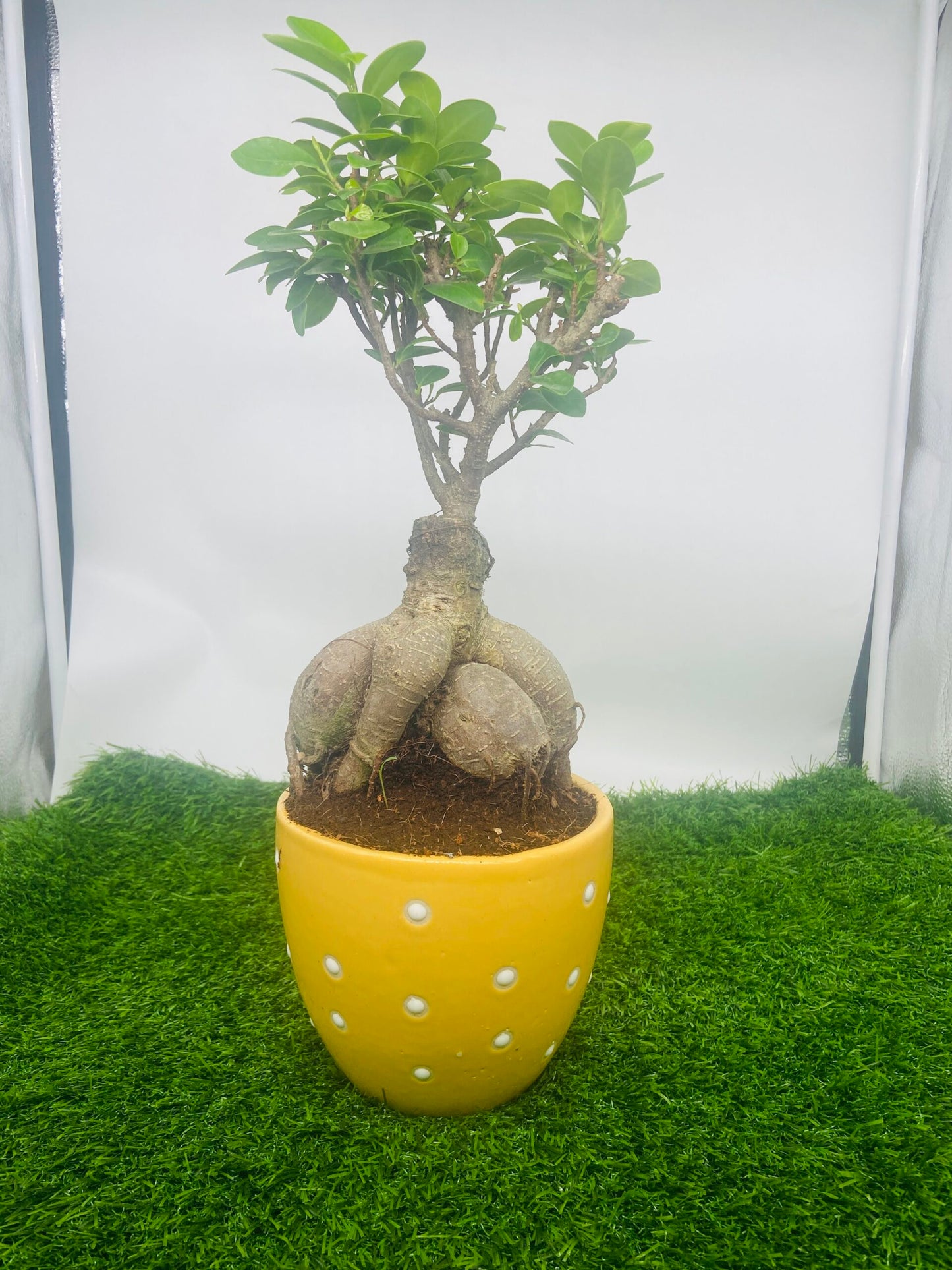 Ficus Indoor Bonsai Plant in Premium Dotted Pot for Home Decor