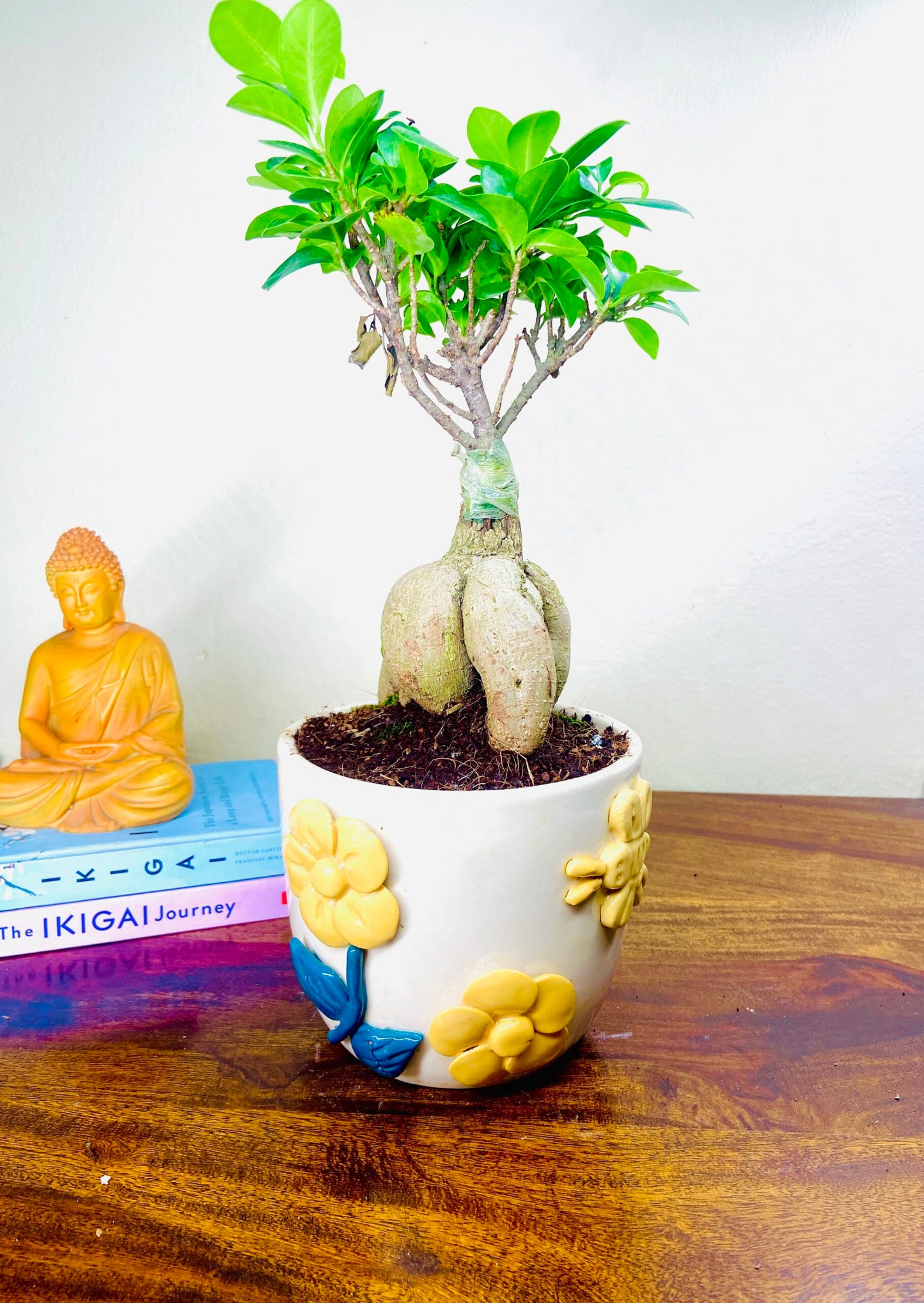 Ficus Indoor Bonsai Plant in Premium Pot