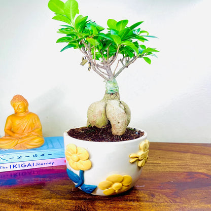 Ficus Indoor Bonsai Plant in Premium Pot