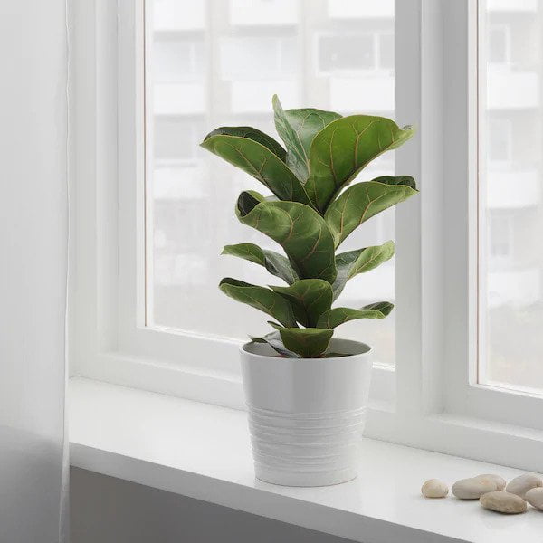 Buy ZZ Plant (Zamioculcas zamiifolia) - Abana Homes