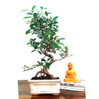 Buy Ficus Sheila Bonsai 3 Years - Abana Homes