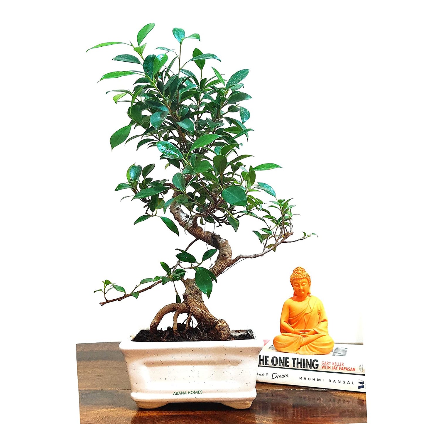 Buy Ficus Sheila Bonsai 3 Years - Abana Homes