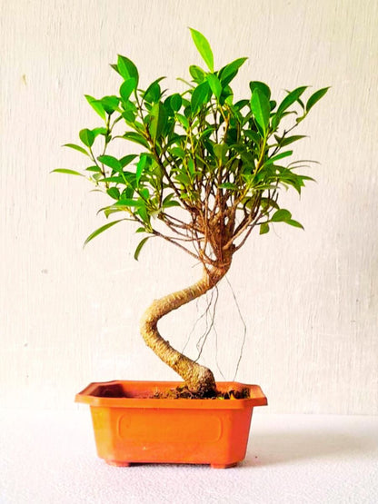 Ficus Bonsai Plant in PP Pot