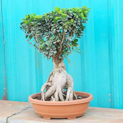 Ficus Bonsai Plant With Thick Trunk 10 Years 50 cm