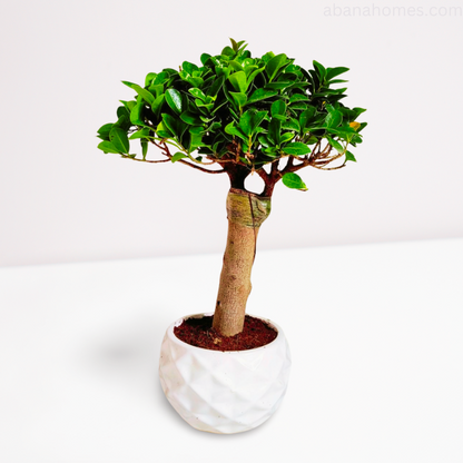 Ficus Microcarpa Bonsai Tree 15 Inches for Indoor