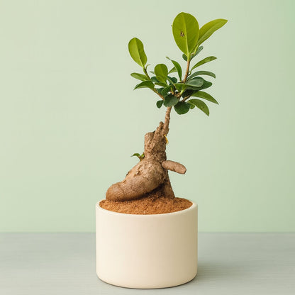 Ficus Microcarpa Indoor Bonsai Tree – 3 Years, Off-White Ceramic Pot