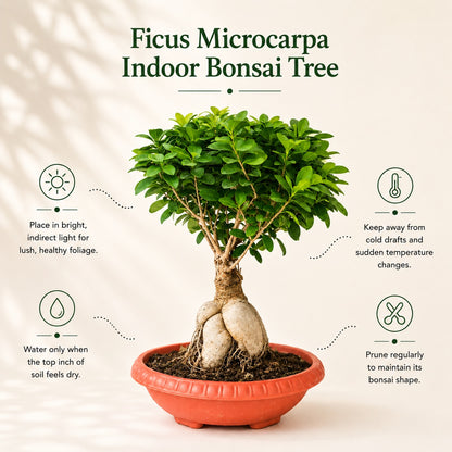 Ficus Microcarpa Indoor Bonsai Tree – 8 Years, Plastic Pot