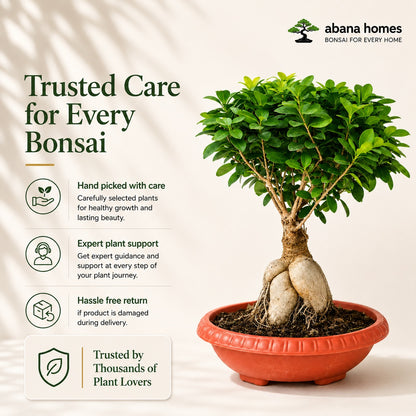 Ficus Microcarpa Indoor Bonsai Tree – 8 Years, Plastic Pot