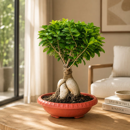 Ficus Microcarpa Indoor Bonsai Tree – 8 Years, Plastic Pot